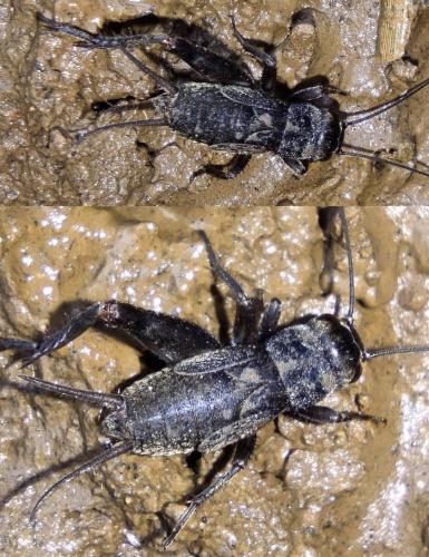 Eumodicogryllus bordigalensis bordigalensis